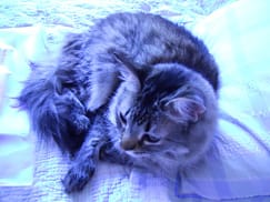 A Friend's cat A Friend's cat