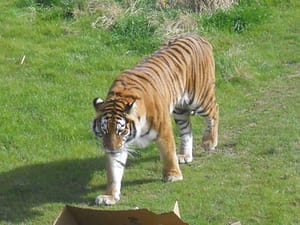 Tigers: Can we save them before it’s too late?