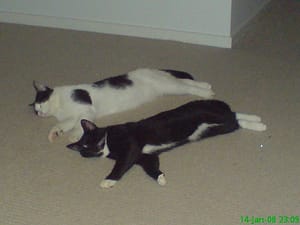 My Cats Sushi & Mickey