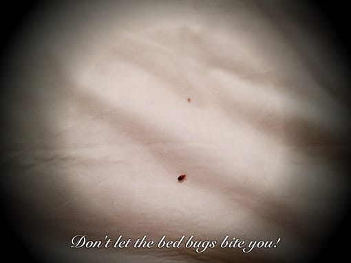 Don’t let the bed bugs bite! Don’t let the bed bugs bite!