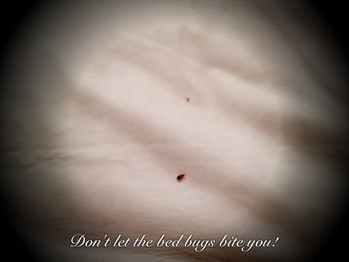 Don’t let the bed bugs bite!
